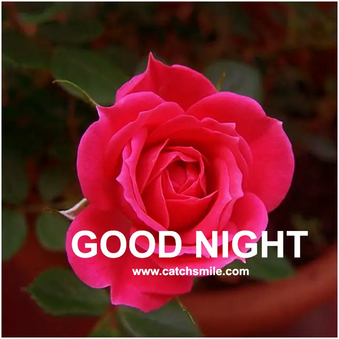 Good Night - Night Quotes - Night Images