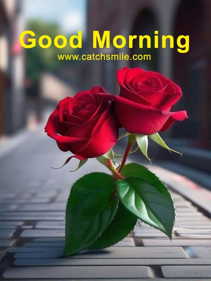 Good Morning - Morning picture with two beautiful rose