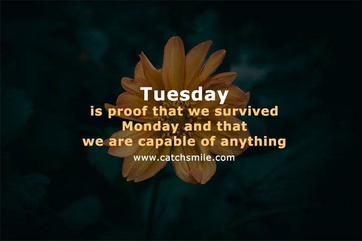 Tuesday is proof that we survived Monday and that we are capable of anything