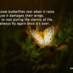 Did you know butterflies rest when it rains cause it damages their wings. It's okay to rest during the storms of life. You'll always fly again once it's over.