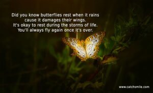 Did you know butterflies rest when it rains cause it damages their wings. It's okay to rest during the storms of life. You'll always fly again once it's over.