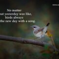 No matter what yesterday was like, birds always start the new day with a song.