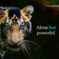 Alone but powerful.
