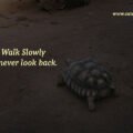 I Walk Slowly but never look back. 15 I Walk Slowly but never look back.