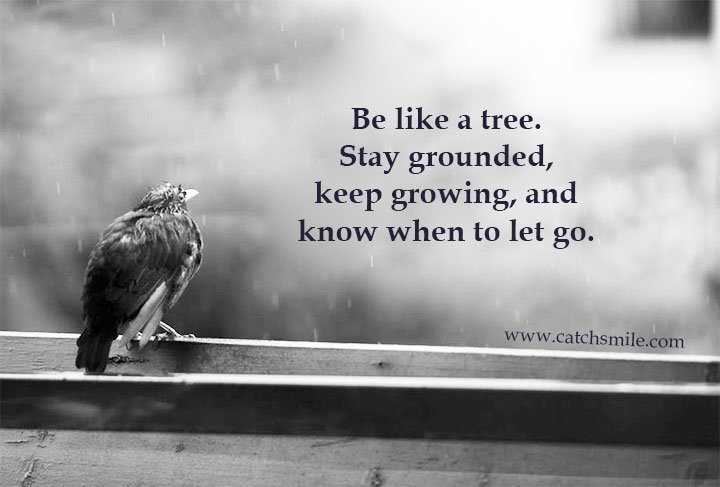 Be like a tree. Stay grounded, keep growing, and know when to let go. 7 Be like a tree. Stay grounded, keep growing, and know when to let go.
